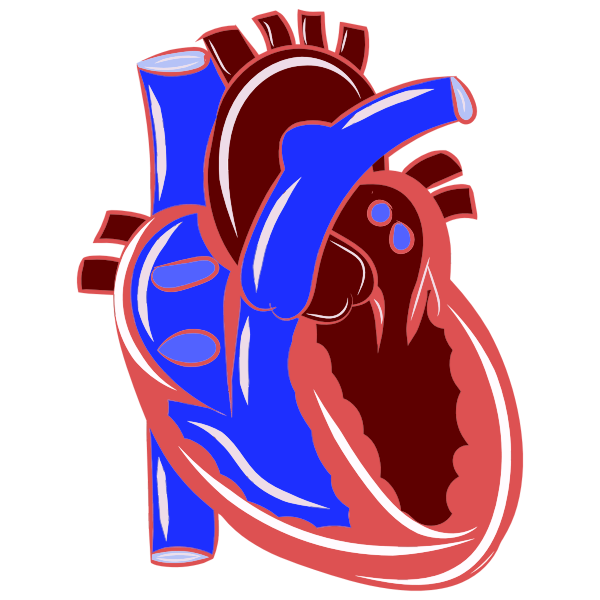Cardiovascular Conditions